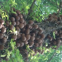 Couroupita guianensis Aubl.